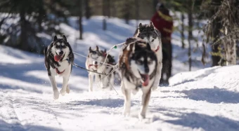 Leverantör av färskt hundfoder