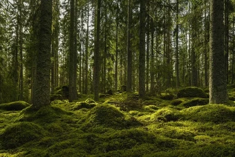 Framstående skogsentreprenör med en betydande närvaro i branschen