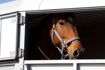 Specialiserat företag för hästlastbilar